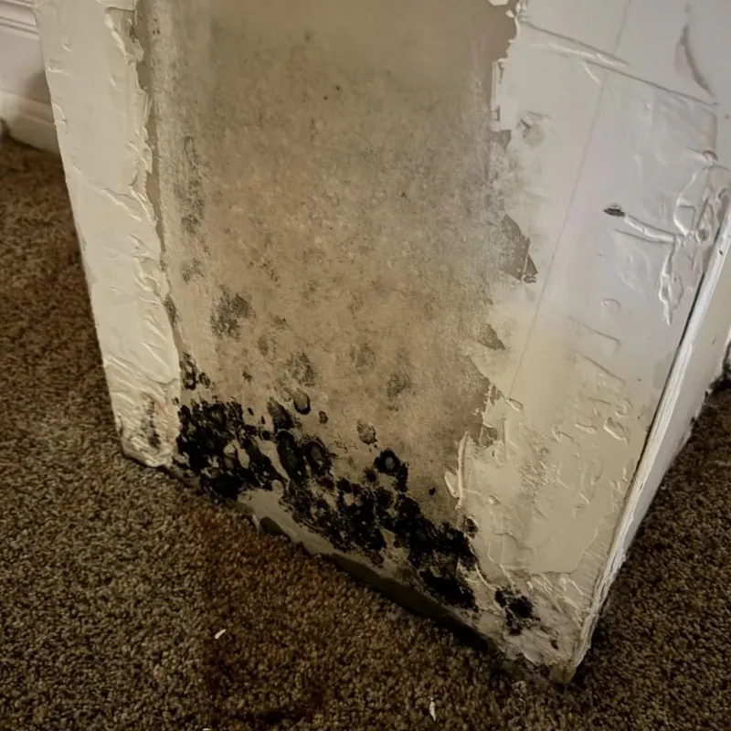 Professional Mold Removal in Cranston, RI